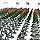 RAINBOW TOYFROG Army Men Play Bucket-Soldiers of WWII-Over 300 Piece Set Thumbnail