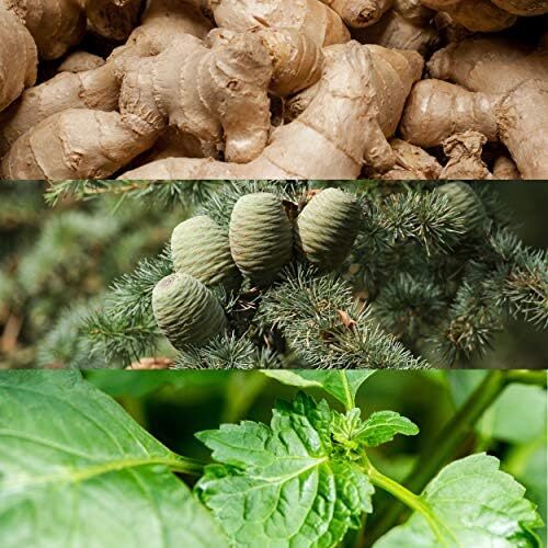 عطر مردانه Calvin Klein Euphoria Eau De Toilette 50ML Image